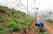 Phát triển cây cao su: Thêm đáp số cho bài toán cơ cấu cây trồng 